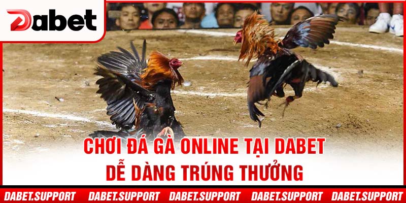 Chơi đá gà online tại Dabet dễ dàng trúng thưởng