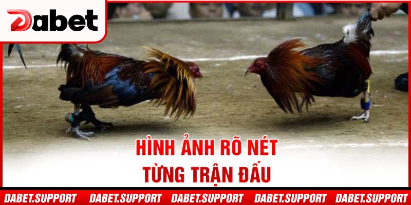 Hình ảnh rõ nét từng trận đấu