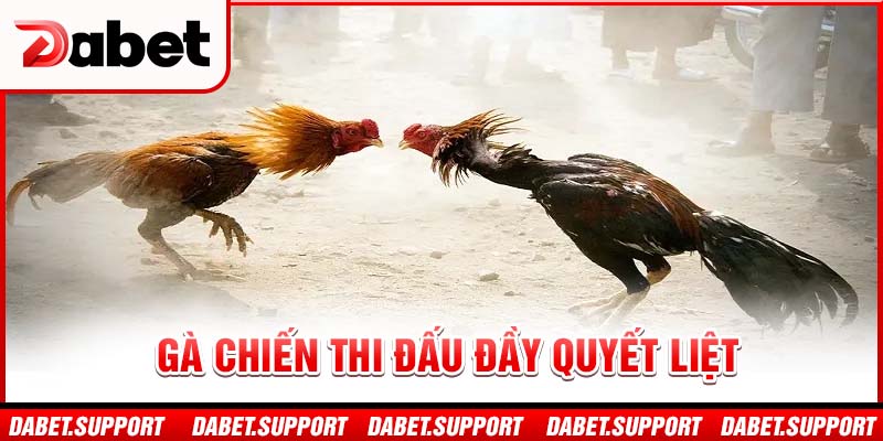 Gà chiến thi đấu đầy quyết liệt
