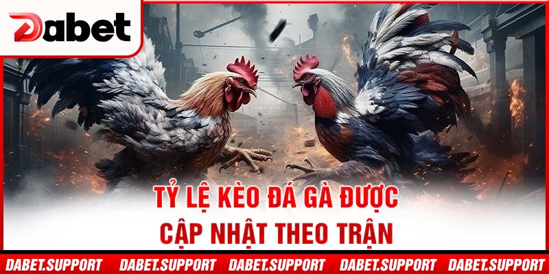 Tỷ lệ kèo đá gà được cập nhật theo trận