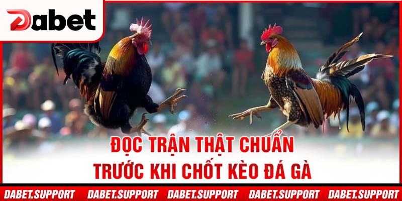 Đọc trận thật chuẩn trước khi chốt kèo đá gà